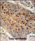 NDNF Antibody (N-term)